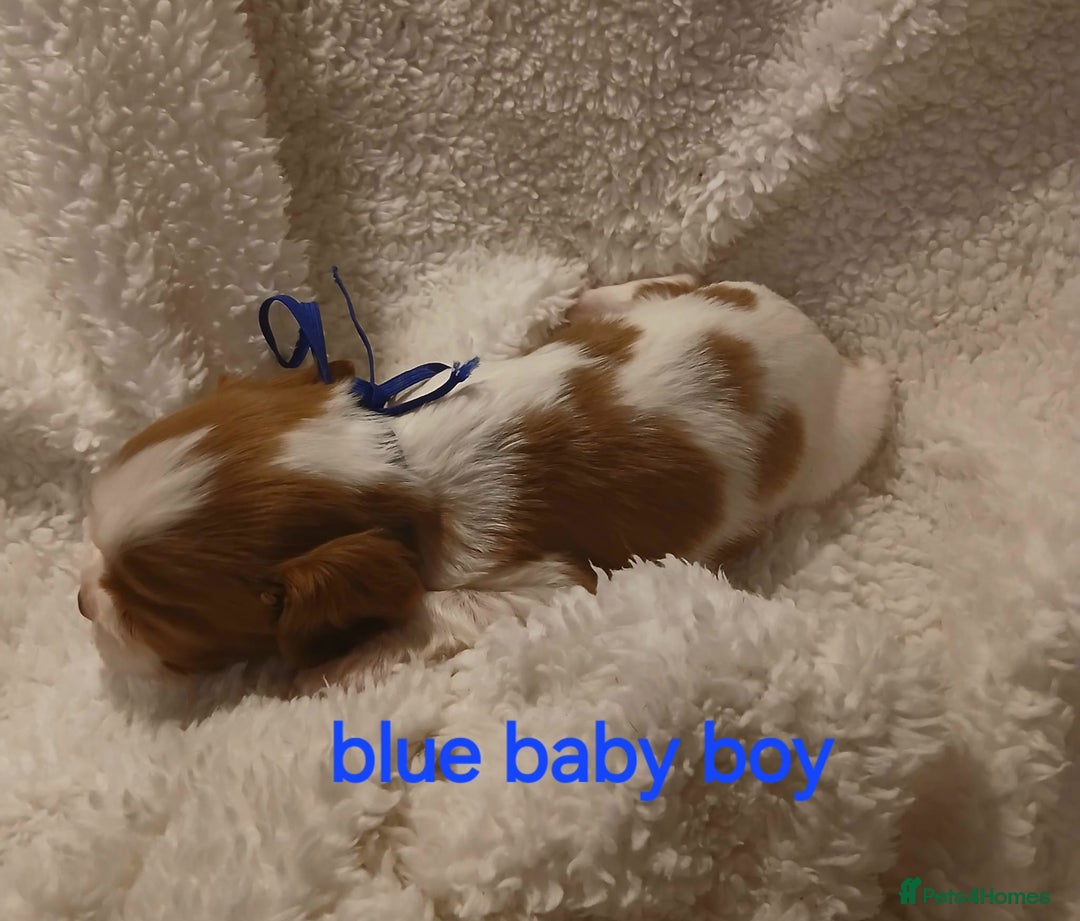 Cavalier King Charles Spaniel dogs for sale: Health tested Cavalier King Charles  - Image 14
