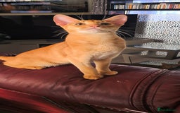 Abyssinian cats for sale: Abisinian kittens  - Image 17