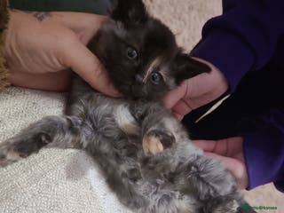 Mixed Breed cats Beautiful mixed kittens - Advert 14