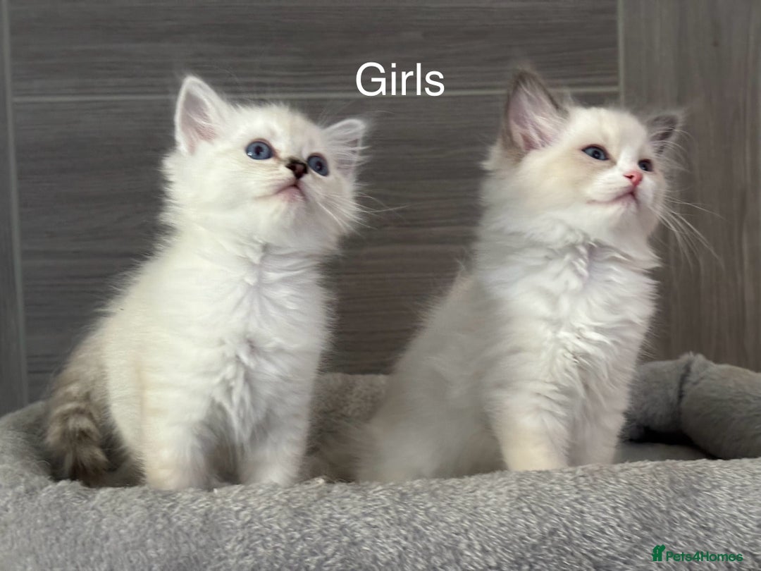 Ragdoll cats for sale: Attention🎈Rare Kitten  - Image 25