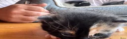 American Shorthair cats for sale: 5 beautiful kittens available  - Advert 8