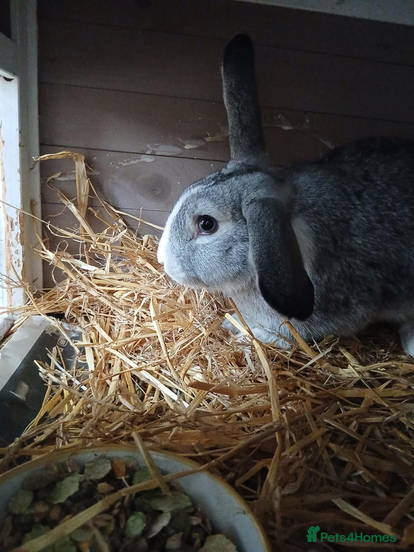 Mini Lop rabbits Gorgeous Grey Mini Lop - Advert 1