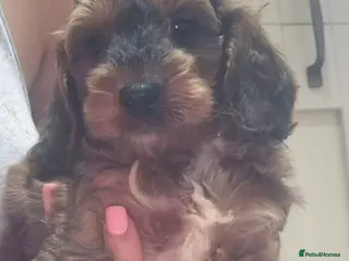 Cockapoo dogs F1 SHOW extensively health tested cockerpoo - Advert 14