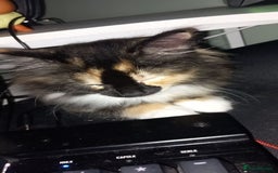 British Longhair cats for sale: Calico kitty for sale - Bella - Image 6