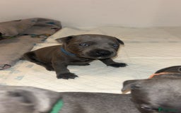 Staffordshire Bull Terrier dogs for sale: Beautiful blue staff puppies  - Image 20