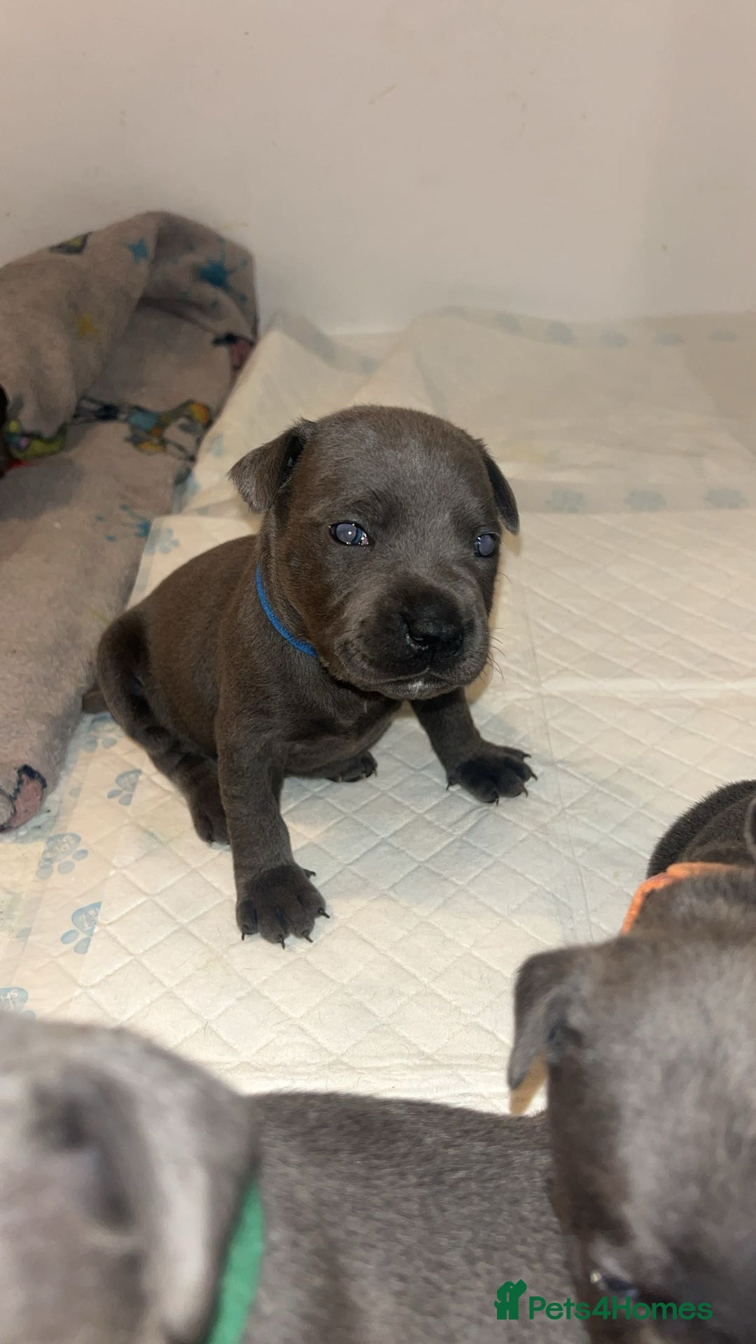 Staffordshire Bull Terrier dogs for sale: Beautiful blue staff puppies  - Image 20