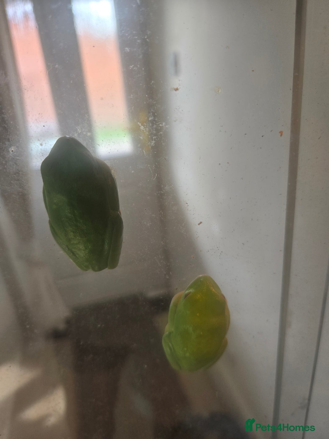 Frog reptiles for sale: Two red eyed tree frogs - Image 2
