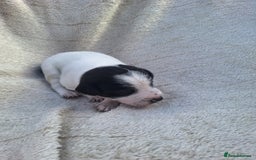 Mixed Breed dogs for sale: Spanish jack Russell (bodeguero) x border collie - Image 18