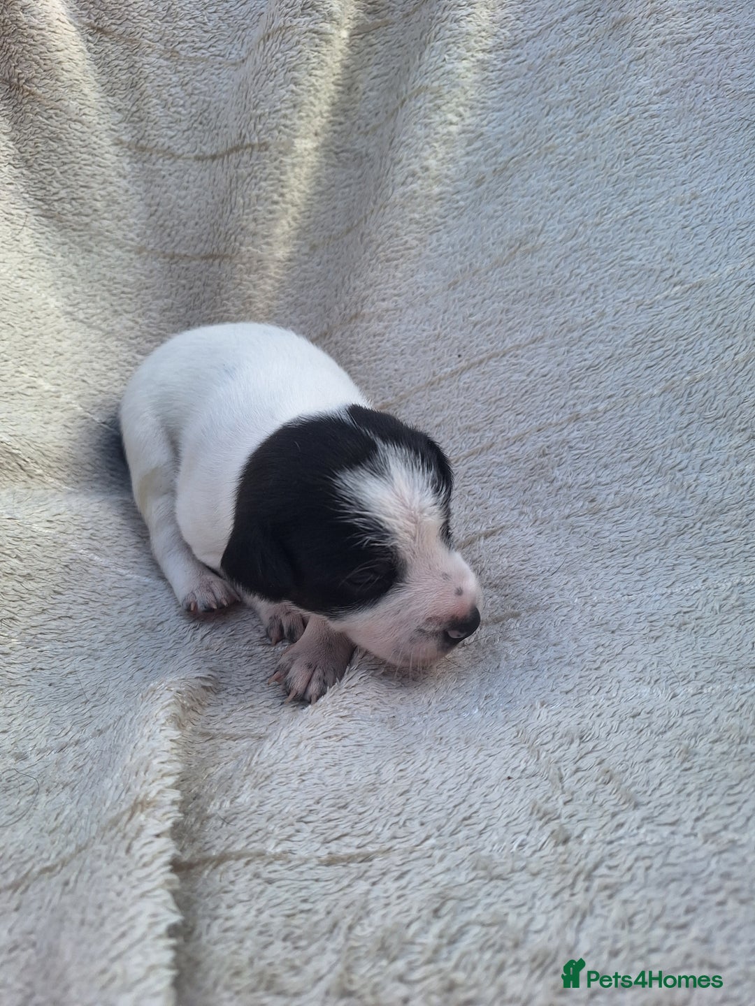 Mixed Breed dogs for sale: Spanish jack Russell (bodeguero) x border collie - Image 18