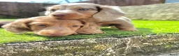 Miniature Dachshund dogs for sale: KC REGISTERED Long haired miniature dachshunds  - Advert 2