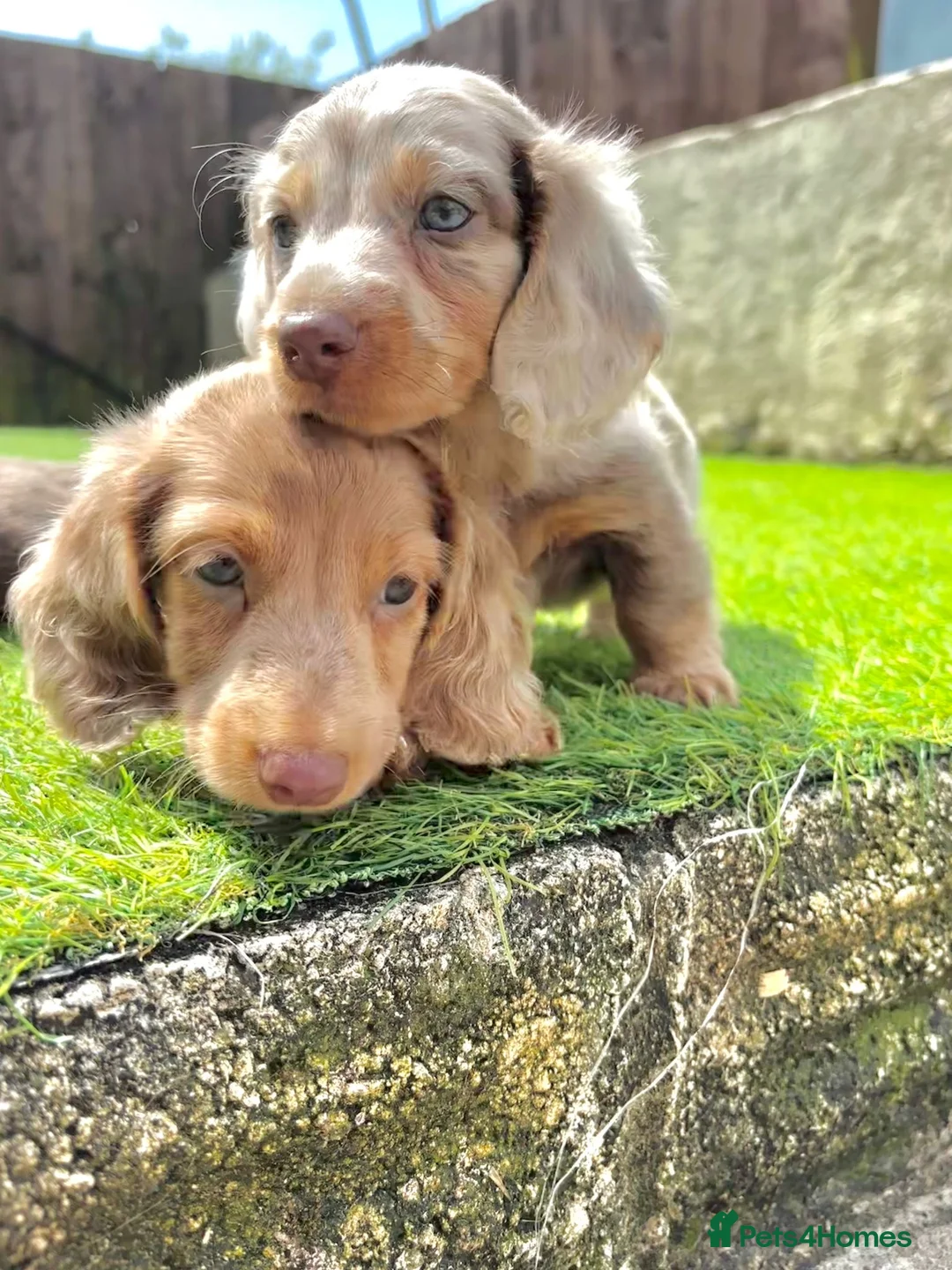 Miniature Dachshund dogs for sale: KC REGISTERED Long haired miniature dachshunds  - Advert 2