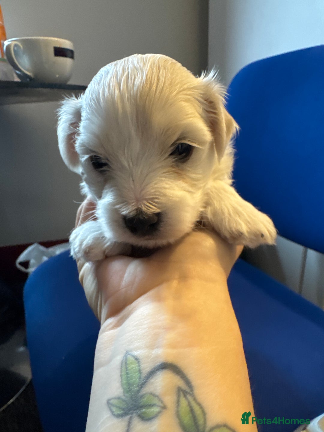Maltese dogs for sale: Maltese puppies  - Image 14