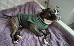 Cane Corso dogs for stud: 4yo male for stud - Image 5