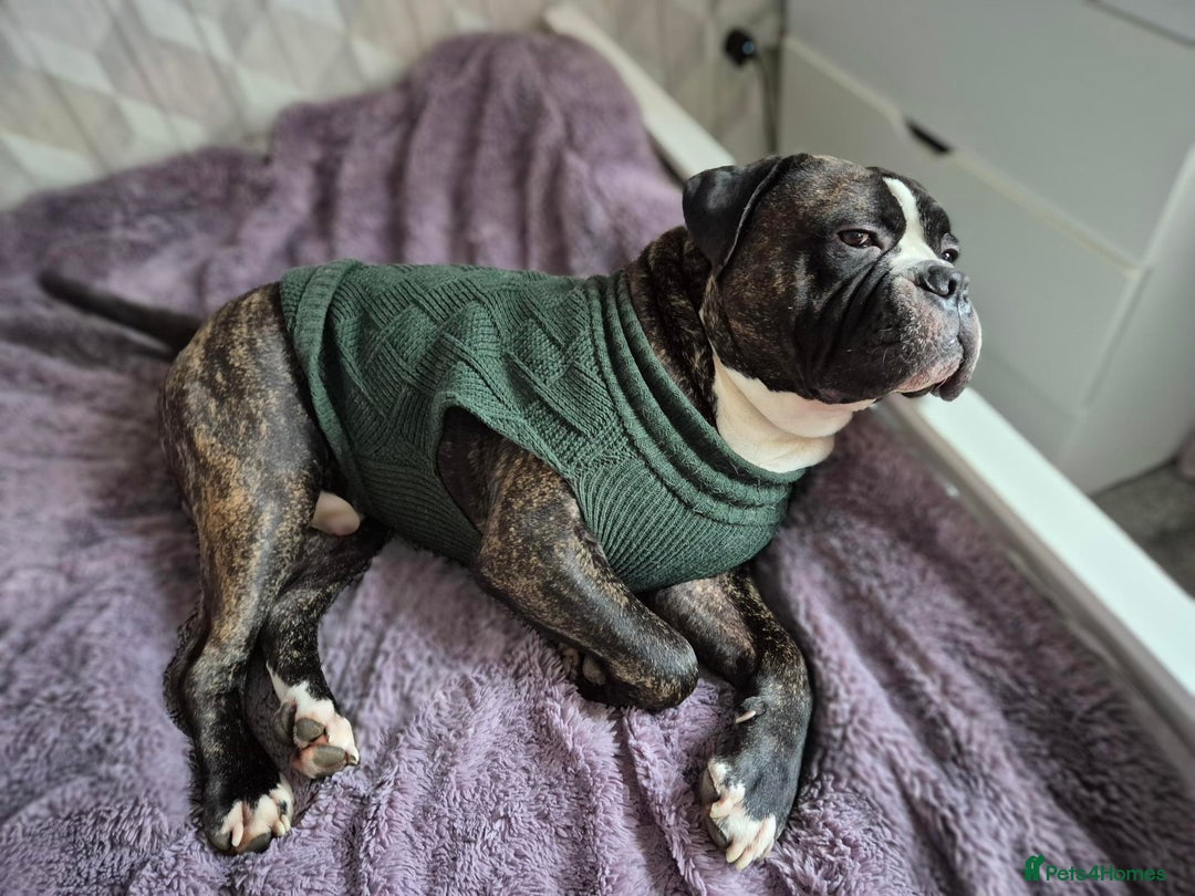 Cane Corso dogs for stud: 4yo male for stud - Image 5