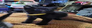 Mixed Breed 3