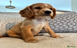 Cocker Spaniel dogs for sale: Stunning Litter KC Reg Show Cocker Spaniel Puppies - Image 14