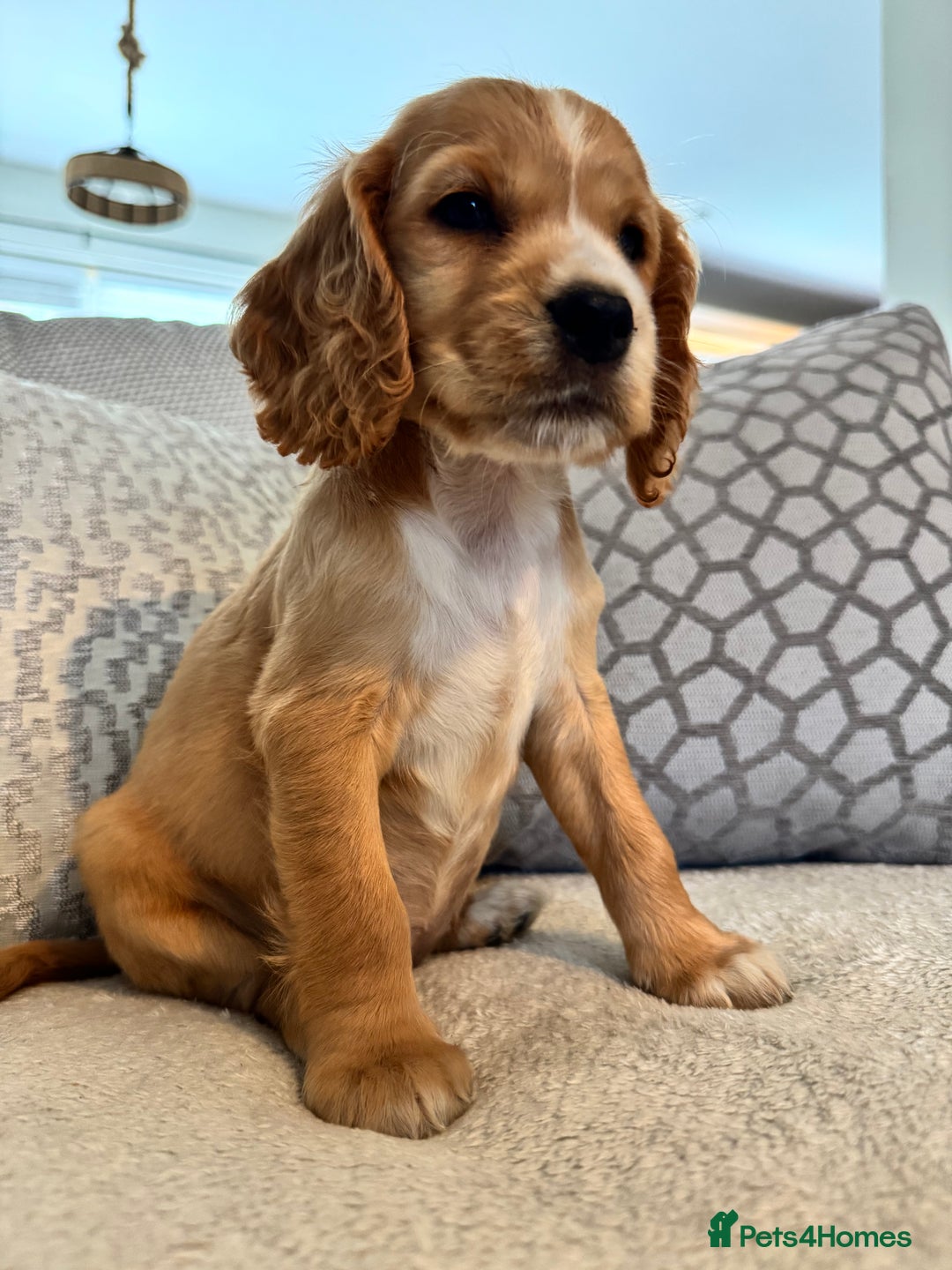 Cocker Spaniel dogs for sale: Stunning Litter KC Reg Show Cocker Spaniel Puppies - Image 14