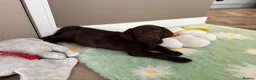 Labrador Retriever dogs for sale: Gorgeous girl needing a home - Advert 2