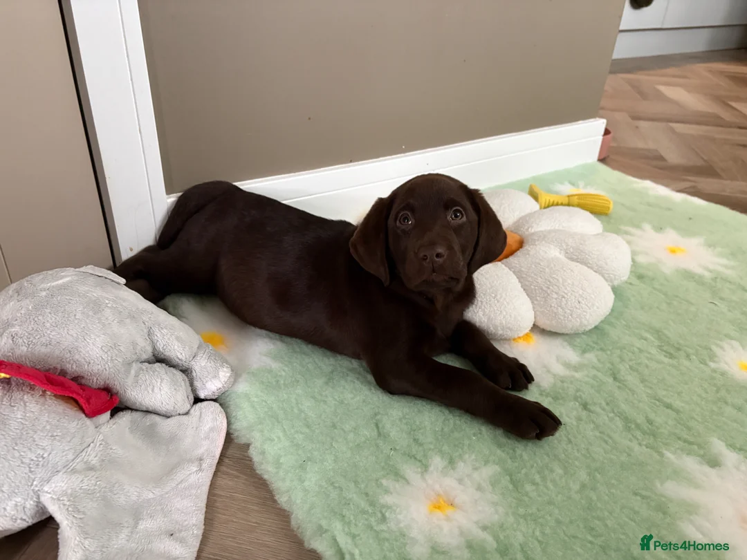 Labrador Retriever dogs for sale: Gorgeous girl needing a home - Advert 2