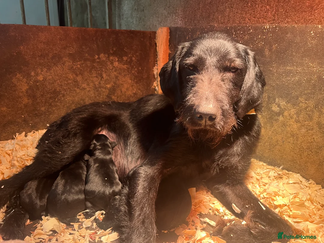 Mixed Breed dogs for sale: Two Lovely boys looking for a forever Home  . - Advert 5