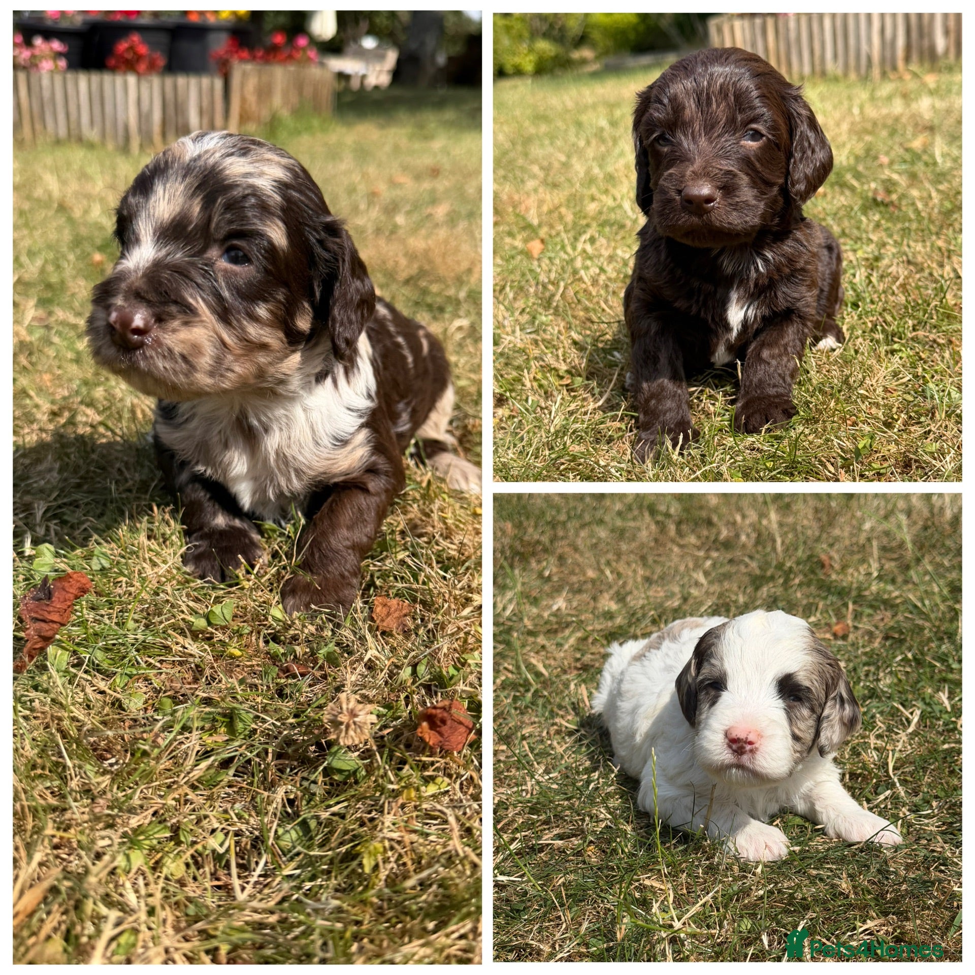 Sproodle dogs F1 Merle Sproodles FULLY DNA 5⭐️ Licensed Breeder - Advert 1