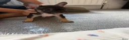 French Bulldog dogs for sale: French bulldog puupy in Camberley - Advert 2