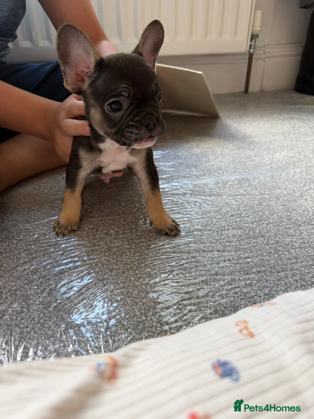French Bulldog dogs for sale: French bulldog puupy in Camberley - Advert 2