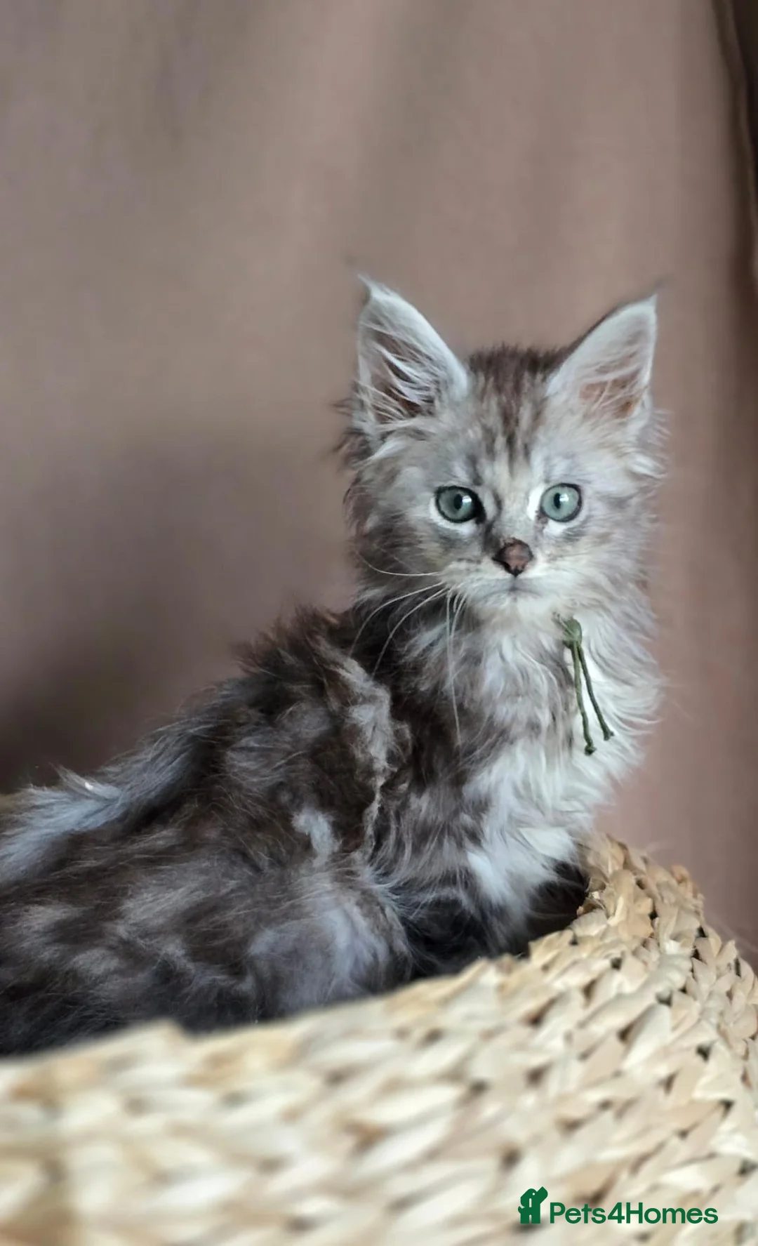 Maine Coon cats for sale: Beautiful mainecoon/polydactol babies  - Advert 2