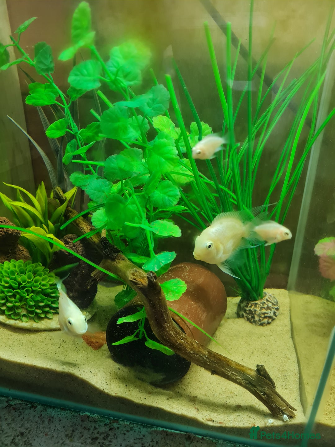 Cichlids fish for sale: Platinum polar parrot cichlids babies  - Image 2