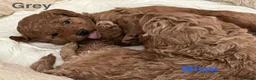 Toy Poodle dogs for sale: Gorgeous Toy Poodle Looking for Their Forever Home - Advert 17