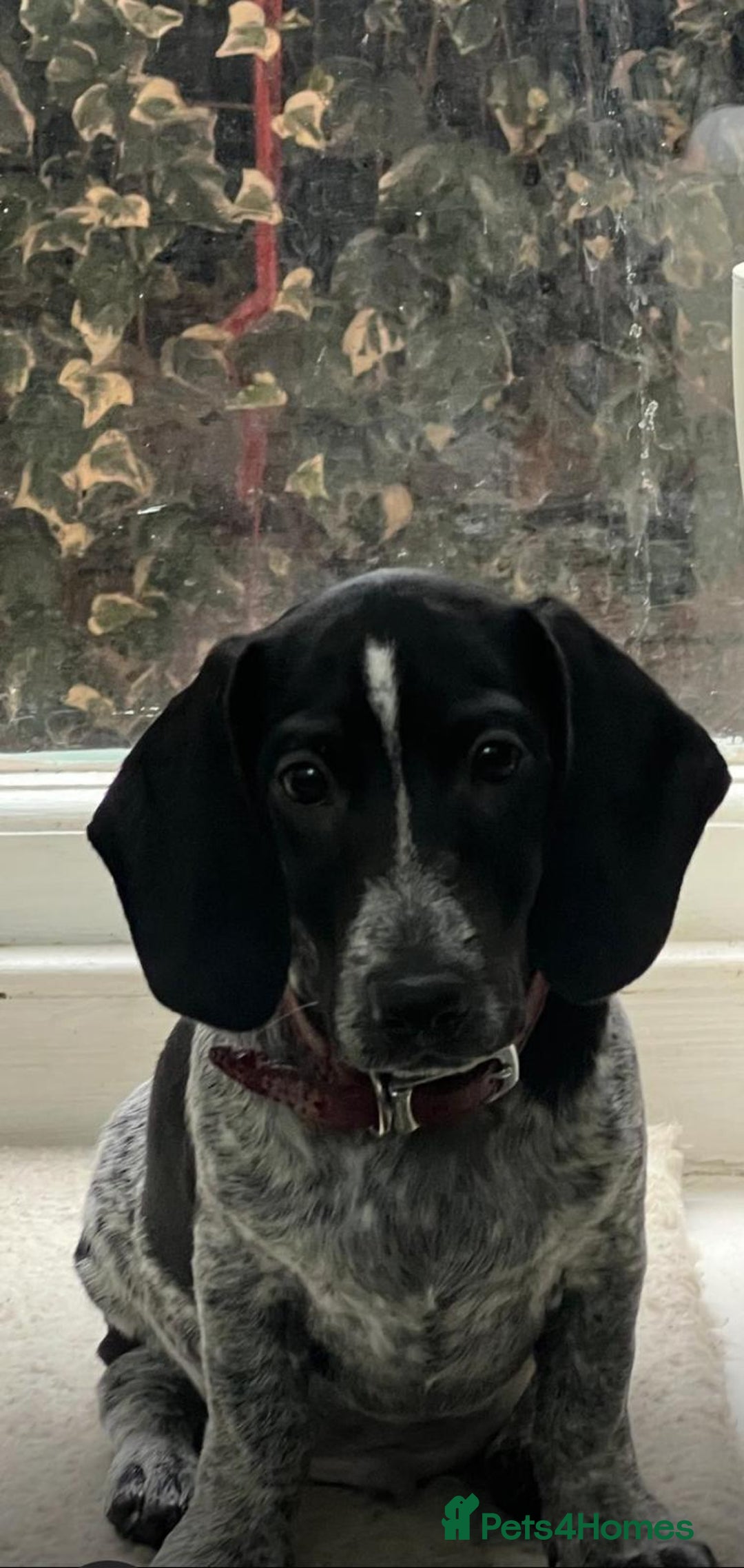 Dachshund dogs for sale: Last piebold black and white Dachshund Puppy  - Advert 2