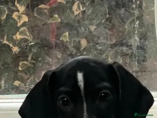 Dachshund dogs Last piebold black and white Dachshund Puppy - Advert 15