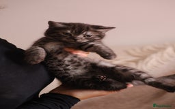 Scottish Fold cats for sale: 🐾 Beautiful Spotted-Belly Scottish Fold x Tabby😺 - Image 3
