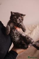 Scottish Fold cats - Advert 1