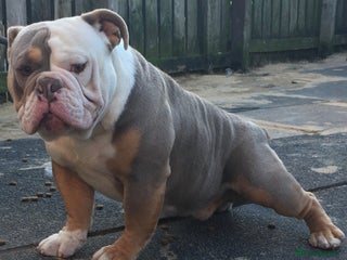 Old Tyme Bulldog dogs in Sunderland - Advert 1