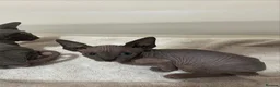 Sphynx cats for sale: Sfinx - Advert 5