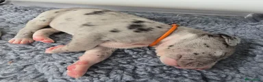 Great Dane Puppy 4 - Lilith