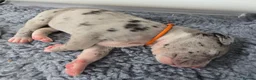 Great Dane dogs for sale: Southern Frontier Litter in Newport - Advert 16