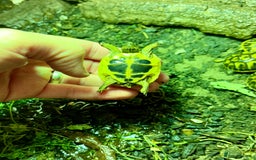 Tortoise reptiles for sale: Western Hermanns -Testudo Hermanni Hermanni - Image 8