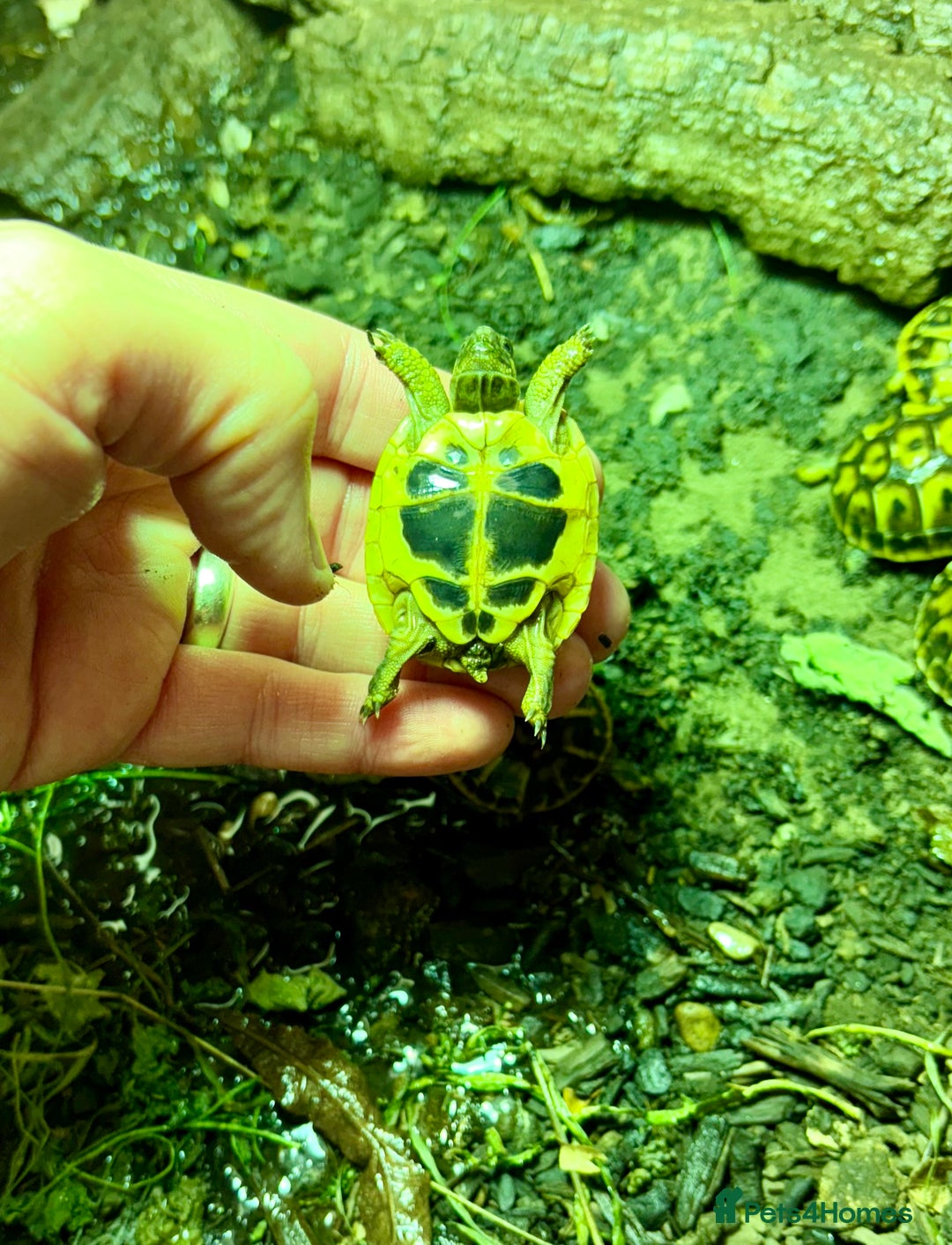 Tortoise reptiles for sale: Western Hermanns -Testudo Hermanni Hermanni - Image 8