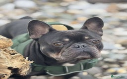French Bulldog dogs for sale: Frenchie  - Image 2