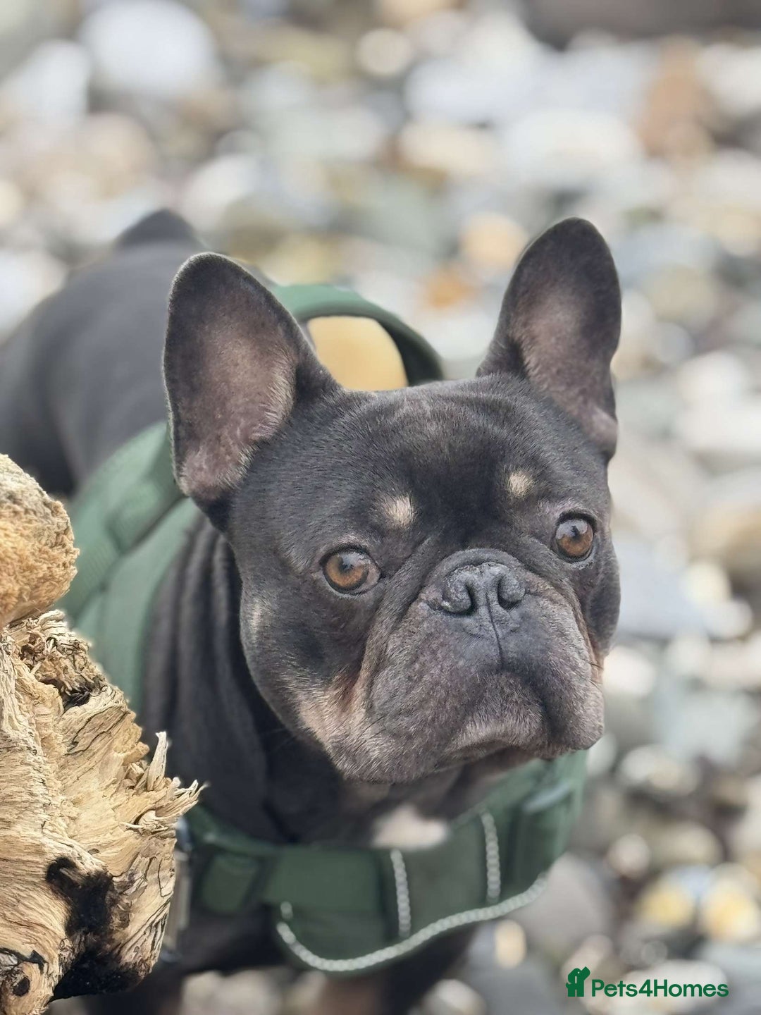 French Bulldog dogs for sale: Frenchie  - Image 2