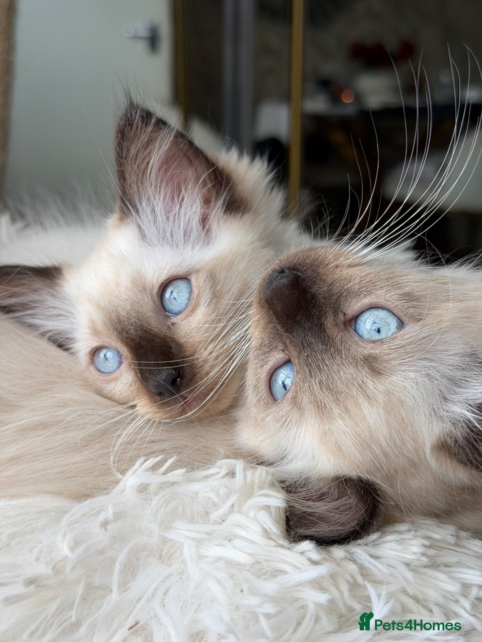 Ragdoll cats Pure ragdoll kittens - Advert 2