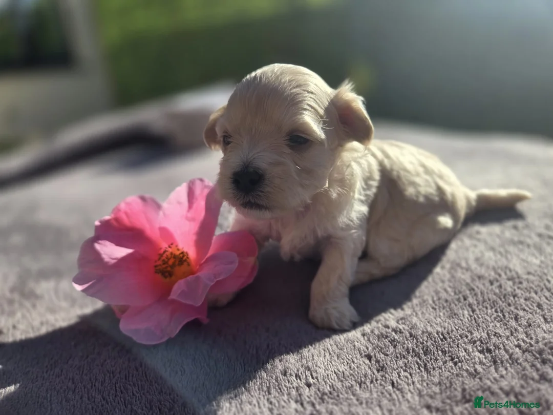 Maltipoo dogs for sale: F1🎀Maltipoo 🎀Luxury rare🎀 KC parents - Advert 38