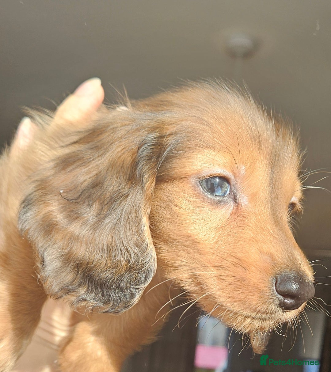 Miniature Dachshund dogs for sale: Ready now 🩵🩵🩵🩷 - Advert 34