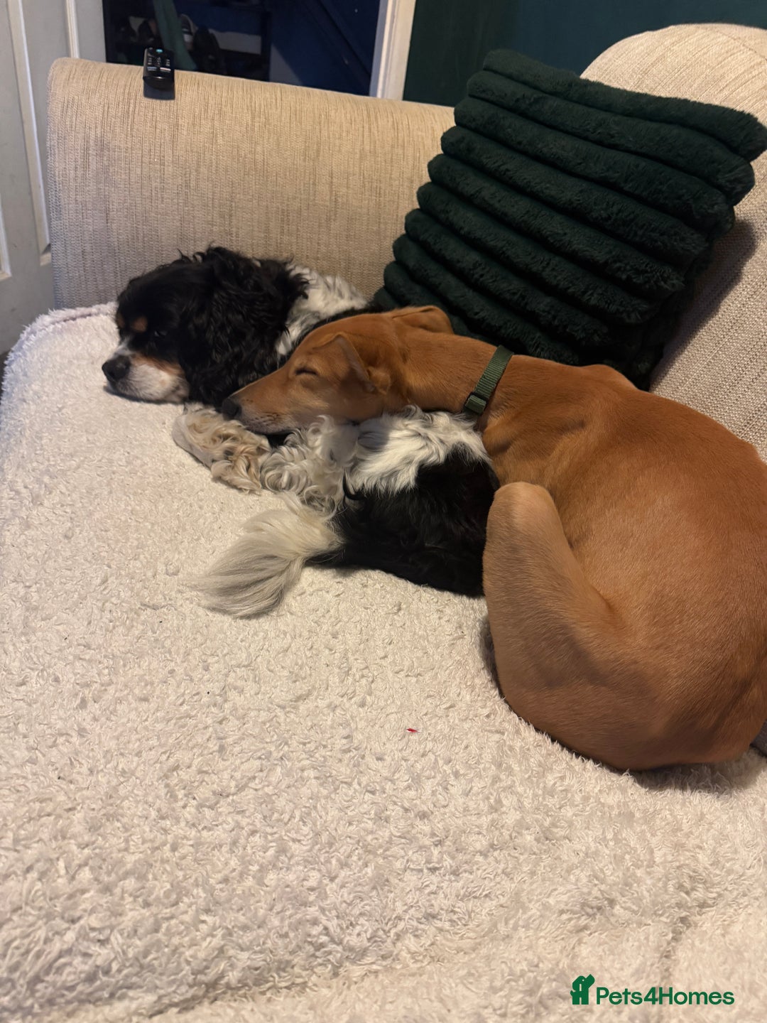 Mixed Breed dogs for sale: Saluki greyhound  - Advert 2