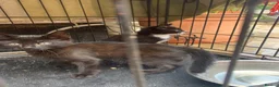 Mixed Breed cats for sale: Two kittens for sale - Advert 5