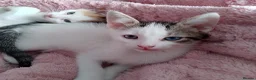 Mixed Breed cats for sale: Two Mix Breed Kittens  - Advert 1