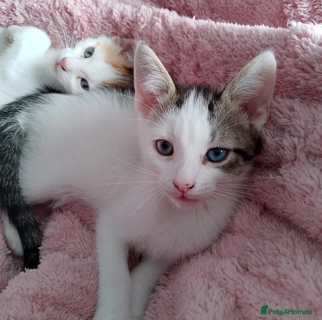 Mixed Breed cats for sale: Two Mix Breed Kittens  - Advert 1