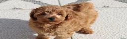 Cavapoochon dogs for sale: Cavapoochon puppies for sale Fox Red  - Advert 12